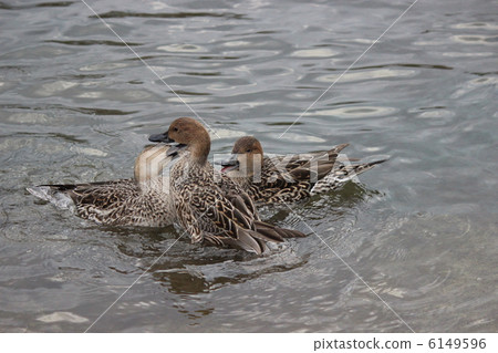鴨 6149596