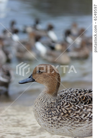 鴨 6149597