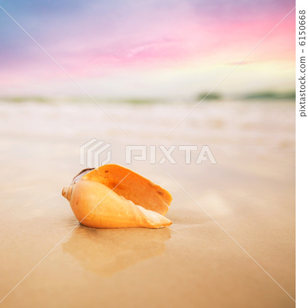Shell Shell 6150668