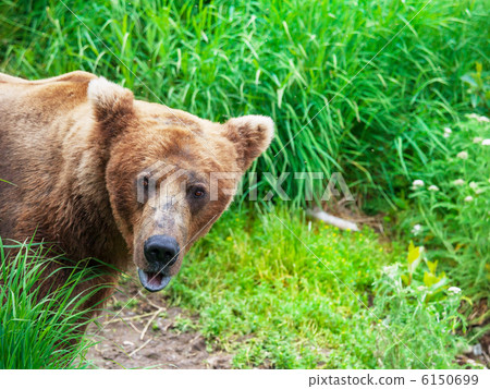 Bear on Alaska Bear on Alaska 6150699