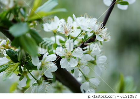 Prune Japanese name is Western Yi. 6151087