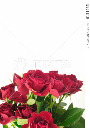 Rose   6151235