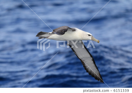 Hajiro Albatross Hajiro Albatross 6151339