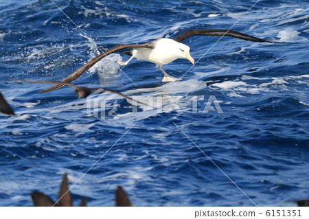 坎貝爾信天翁 6151351