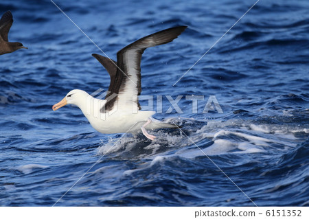 坎貝爾信天翁 6151352