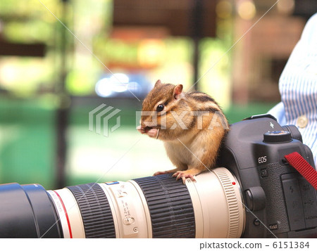 Chipmunk on camera 6151384