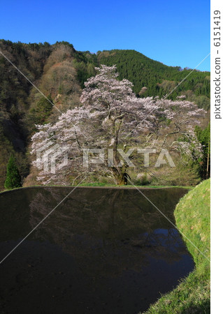 Cherry blossoms of bridge 6151419