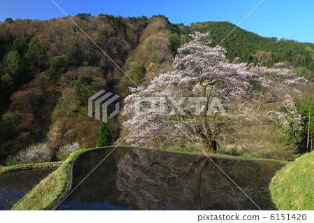 Cherry blossoms of bridge 6151420