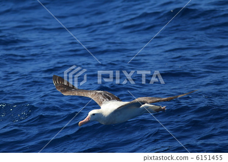 Watari albatross 6151455