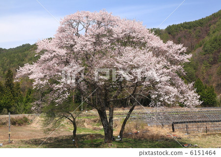 Nagano prefecture · Achi Village Gosho cherry tree 6151464