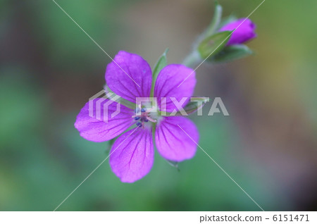 Evidence for red flower Also name Shimokoshi Mikoshi Shikara. Evidence for red flower Also name Shimokoshi Mikoshi Shikara. 6151471