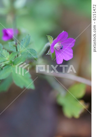 Evidence for red flower Also name Shimokoshi Mikoshi Shikara. 6151472