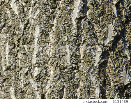 Tung skin 6151489