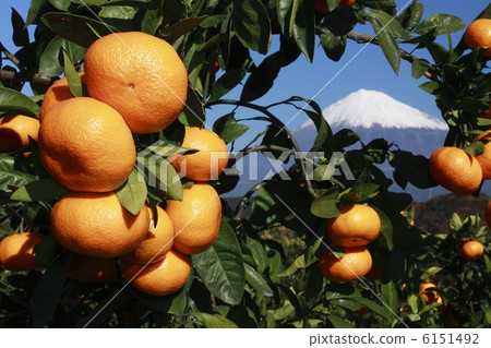 橘子 桔子 蜜柑 6151492