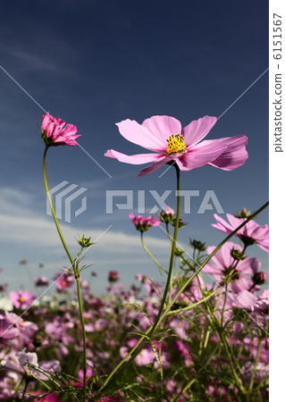 Cosmos Cosmos 6151567