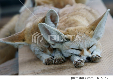 Fennec is a small fox with big ears. 6151570