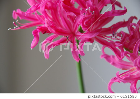Nerine 6151583