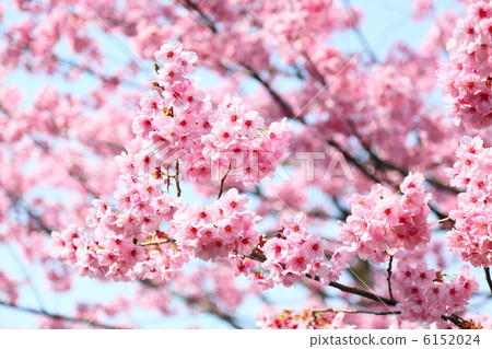 陽光櫻花 陽光櫻花 6152024