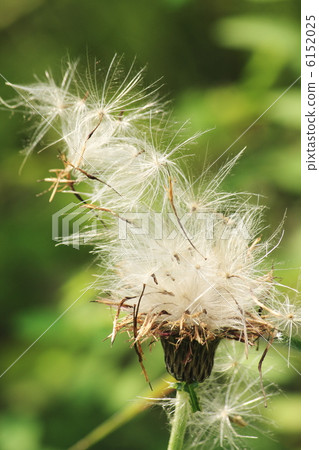 薊花 小腸 填充 6152025