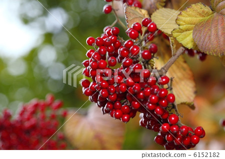Viburnum 6152182