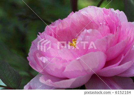 Peony Yachiyo camellia 6152184