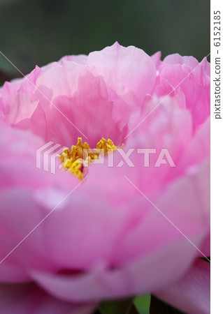 牡丹八千代山茶花 牡丹八千代山茶花 6152185
