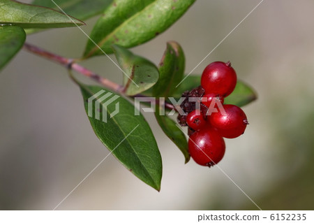 蜂蜜薩克斯管 蜂蜜薩克斯管 6152235