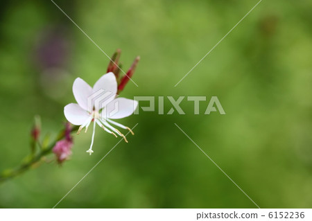 高拉 高拉 6152236