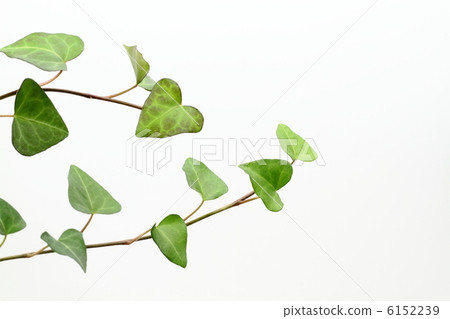 心形蔬菜 6152239