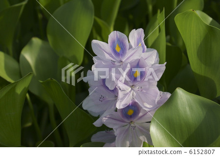Water hyacinth 6152807
