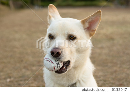 Doggy playing with the ball Doggy playing with the ball 6152947