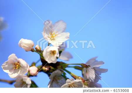 Cherry Blossoms Cherry Blossoms 6153008