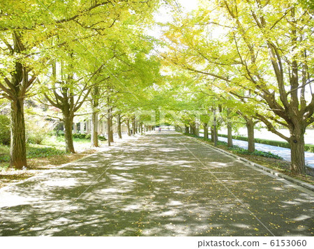 Sidewalk through the sun leaves 6153060