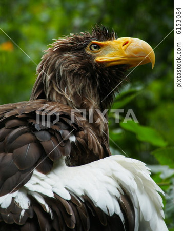 The profile of the eagle 6153084