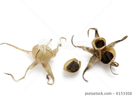 Asama growing seeds 6153308