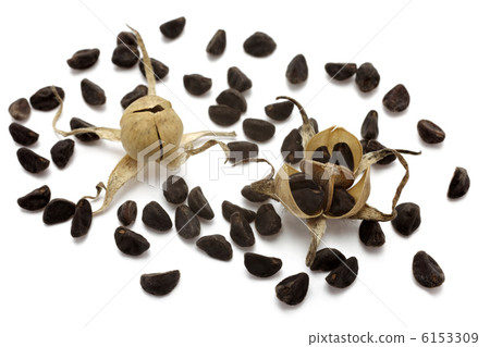 牽牛花種子 牽牛花種子 6153309