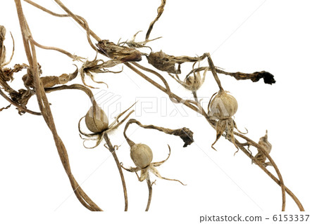 Morning glory seeds Morning glory seeds 6153337