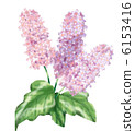 Lilac 6153416
