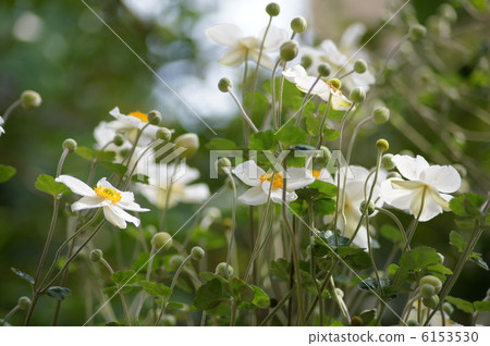 Shumayigiku（白·單）：Shikimiku 6153530