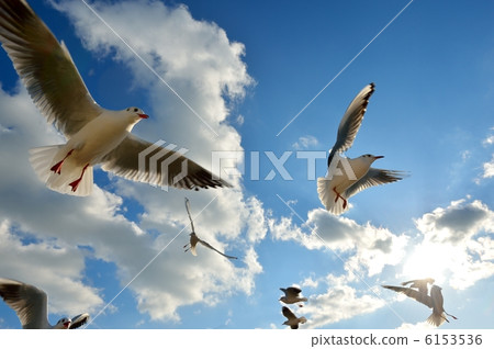 Yurakomome and blue sky. Yurakomome and blue sky. 6153536