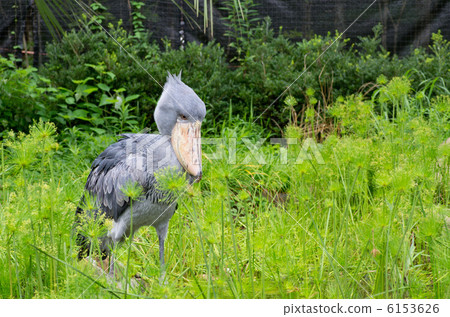 One hatchbill One hatchbill 6153626