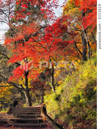 Autumn leaves in the forest 6153819