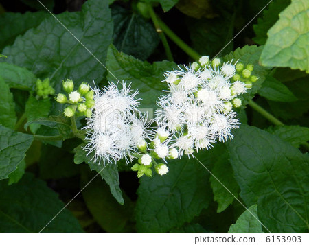 Agelatum (white) / Mitaka 6153903