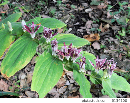 Hototogisu / Komiya Park 6154108