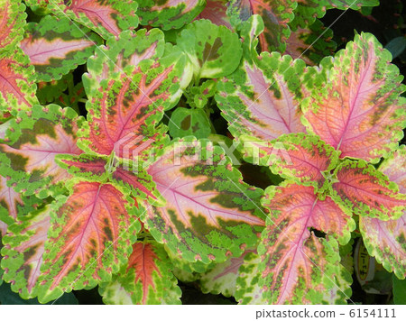 Corius / Mitaka 6154111