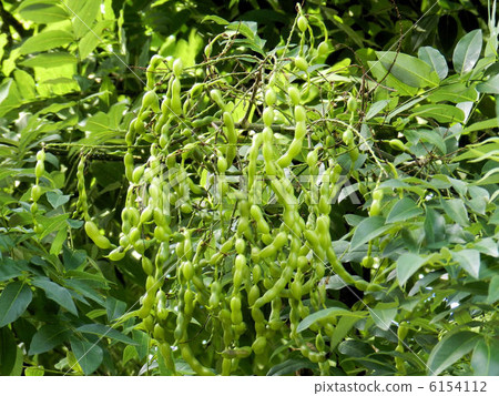 Tonerico水果/八王子 Tonerico水果/八王子 6154112