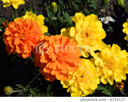 Mary gold / Mitaka Mary gold / Mitaka 6154117