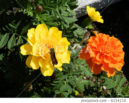 Mary gold / Mitaka Mary gold / Mitaka 6154118