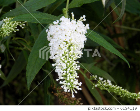 Buddhaa (white flower) / Mitaka 6154119