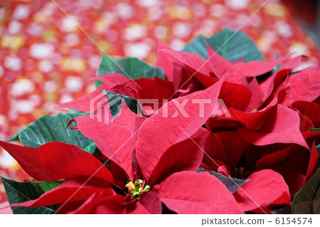 Poinsettia 6154574